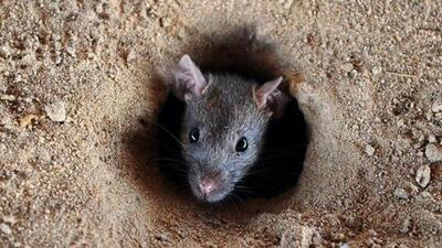 BJP had raised the issue in the standing committee in February and alleged the scam of ₹1 crore. BJP group leader Prabhakar Shinde questioned the number of rats killed by the civic body. (AFP) BJP had raised the issue in the standing committee in February and alleged the scam of ₹1 crore. BJP group leader Prabhakar Shinde questioned the number of rats killed by the civic body. (AFP)