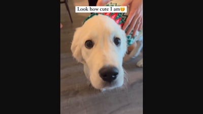 The image, taken from the Instagram video, shows the cute dog in a Christmas sweater. (Instagram/@harleyofthebay)