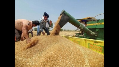 India’s wheat production likely to touch all-time high of 112 million tonnes (PTI File)