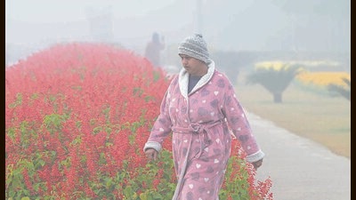 Morning walkers on their way amid heavy fog in Chandigarh on Thursday morning. (Keshav Singh/HT)