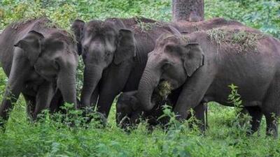 Since 2012, a total of 80 animals have been transferred to zoos in other parts of the country from the state. (File image) Since 2012, a total of 80 animals have been transferred to zoos in other parts of the country from the state. (File image)