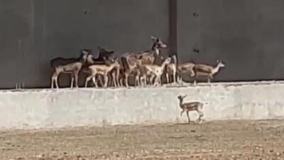 The officials rescued two foxes, 10 spotted deer, 7 black bucks, 7 wild boars, 3 mongooses from the farm house. (HT) The officials rescued two foxes, 10 spotted deer, 7 black bucks, 7 wild boars, 3 mongooses from the farm house. (HT)