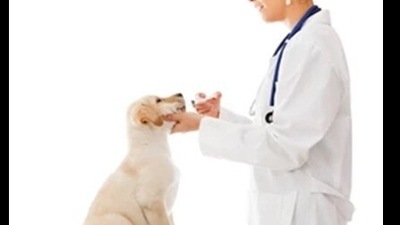 what is a good wormer for dogs