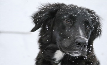 Tips to take care of our pet's skin this winter (Unsplash) Tips to take care of our pet's skin this winter (Unsplash)