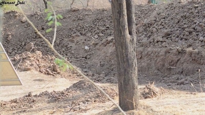 Optical illusion: Can you quickly spot a leopard hidden in this viral picture? (Hemant Dabi) Optical illusion: Can you quickly spot a leopard hidden in this viral picture? (Hemant Dabi)