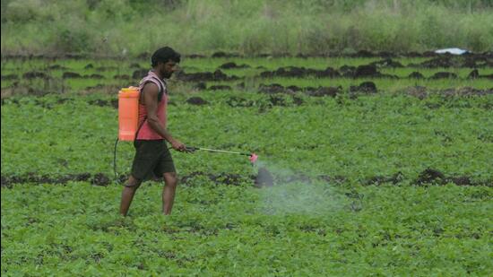 A farmer sprays fertiliser on a tomato field at Wagholi in Pune. (HT file)