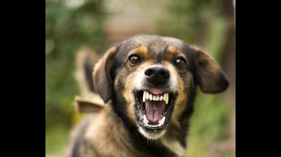 Despite Animal Birth Control (ABC) measures by the municipal corporation, dog-bite cases have been on the rise in Ludhiana. (HT PHOTO) Despite Animal Birth Control (ABC) measures by the municipal corporation, dog-bite cases have been on the rise in Ludhiana. (HT PHOTO)