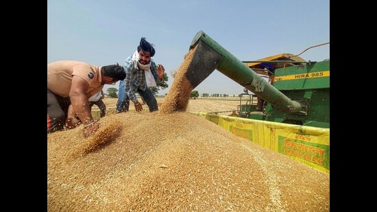 India’s wheat production likely to touch all-time high of 112 million tonnes (PTI File) India’s wheat production likely to touch all-time high of 112 million tonnes (PTI File)