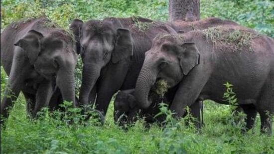 97 elephants sent from Assam to other states since 2006: Govt tells ...