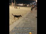 Dog waits at beach to play. Dog waits at beach to play.