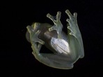 When glassfrogs are resting, their muscles and skin become transparent, the study said. (File Photo)(AFP) When glassfrogs are resting, their muscles and skin become transparent, the study said. (File Photo)(AFP)