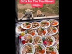 Man makes a Christmas feast for stray dogs.(Instagram/@niall.harbison) Man makes a Christmas feast for stray dogs.(Instagram/@niall.harbison)