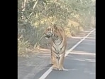 Tiger appears on a road as a biker tries to cross it.