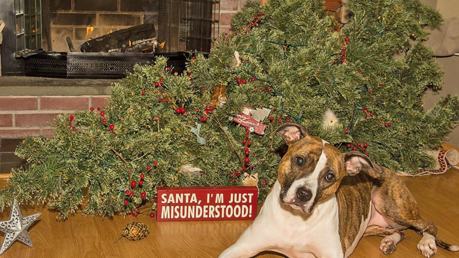 passions-pets-fines-hindustan-times