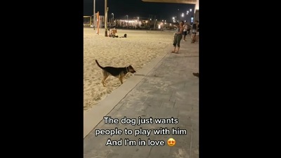 Dog waits at beach to play. (Instagram/@atonofk9) Dog waits at beach to play. (Instagram/@atonofk9)