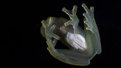When glassfrogs are resting, their muscles and skin become transparent, the study said. (File Photo) (AFP)