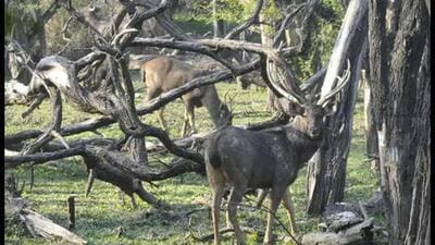 The population of sambar deer in the Sukhna Wildlife Sanctuary is between 1,000 and 1,200. (HT File) The population of sambar deer in the Sukhna Wildlife Sanctuary is between 1,000 and 1,200. (HT File)