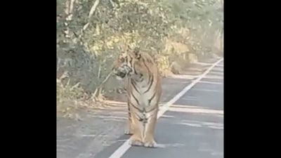Tiger appears on a road as a biker tries to cross it. (Twitter/@susantananda3) Tiger appears on a road as a biker tries to cross it. (Twitter/@susantananda3)