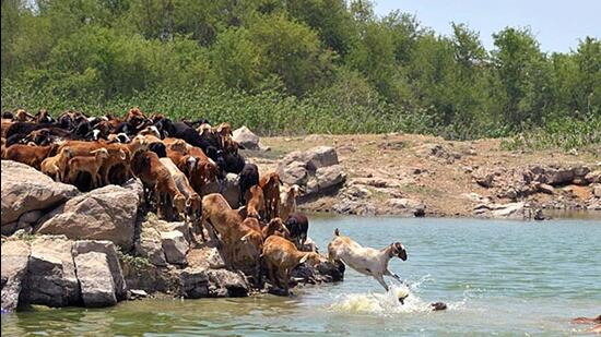 Circular issued by the Cauvery wildlife sanctuary officers instructing farmers not to rear excess cattle has drawn the ire of the latter in the Chamarajanagara district. (Agencies/Representative use)