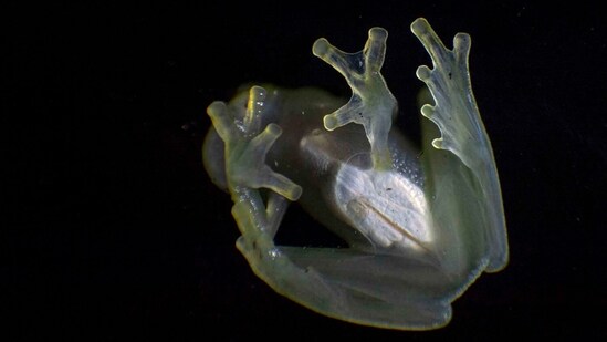 When glassfrogs are resting, their muscles and skin become transparent, the study said. (File Photo)(AFP)