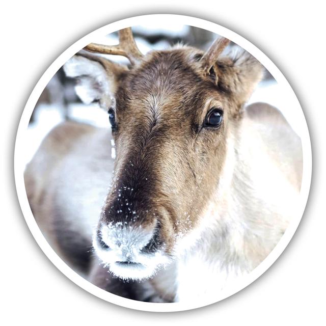 Walking among reindeer is a fun activity Walking among reindeer is a fun activity