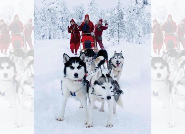 When in Finland, sign up to go sledding with huskies, like these elves who work at the Santa Claus Office When in Finland, sign up to go sledding with huskies, like these elves who work at the Santa Claus Office
