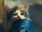  While you may not suspect they could behave in such a nasty way, cats tend to bite or scratch when they are scared or startled