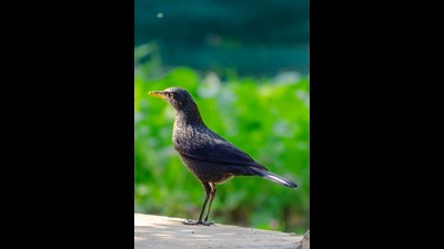 A certain Missy Miss, who loved misty mornings upon the mountains, heard the dark blue whistler and she called it bliss. (HT File) A certain Missy Miss, who loved misty mornings upon the mountains, heard the dark blue whistler and she called it bliss. (HT File)