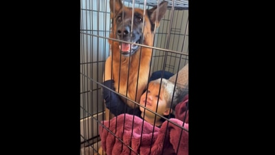 German Shephard and toddler cuddling. (Instagram/@bethani.muniz) German Shephard and toddler cuddling. (Instagram/@bethani.muniz)