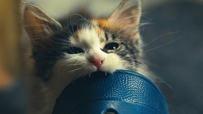While you may not suspect they could behave in such a nasty way, cats tend to bite or scratch when they are scared or startled (Pixabay) While you may not suspect they could behave in such a nasty way, cats tend to bite or scratch when they are scared or startled (Pixabay)