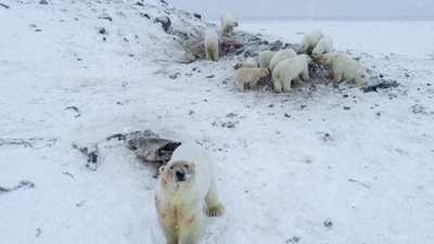 Canada Polar Bears Decline: Polar bears are seen. (AFP) Canada Polar Bears Decline: Polar bears are seen. (AFP)