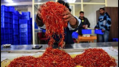 A veteran farmer from Pampore in south Kashmir’s Pulwama, who had been cultivating saffron for decades, has this time successfully grown high-quality spice in one of the rooms of his single-storey house. (Waseem Andrabi/HT)