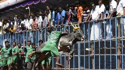 At a Jallikattu event on the outskirts of Madurai in 2020. Animal rights organisations have filed multiple petitions against Jallikattu, arguing that it amounts to cruelty, while the Tamil Nadu government has argued that it is part of the state’s culture and tradition. (AP) At a Jallikattu event on the outskirts of Madurai in 2020. Animal rights organisations have filed multiple petitions against Jallikattu, arguing that it amounts to cruelty, while the Tamil Nadu government has argued that it is part of the state’s culture and tradition. (AP)