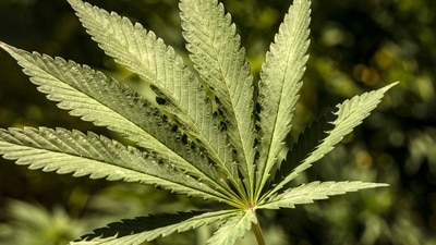 Australia: Cannabis grown with Spinach in Australia farm. (Representational)