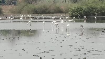 Meanwhile, four of the six flamingos which have been tagged as GPS devices by BNHS researchers still appear to be in the Gujarat area. Migratory birds such as flamingos are brand ambassadors of the environment as they carry the message of good weather wherever they fly. (NatConnect) Meanwhile, four of the six flamingos which have been tagged as GPS devices by BNHS researchers still appear to be in the Gujarat area. Migratory birds such as flamingos are brand ambassadors of the environment as they carry the message of good weather wherever they fly. (NatConnect)