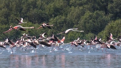 The DFO said development, conservation and research works would be taken up with ₹12 crore, the proposal for which had been approved by the state wetland committee. (HT FILE PHOTO) The DFO said development, conservation and research works would be taken up with ₹12 crore, the proposal for which had been approved by the state wetland committee. (HT FILE PHOTO)
