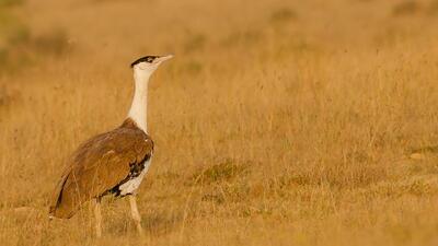 The Great Indian Bustard is among the 18 critically endangered bird species in India. (Archive) The Great Indian Bustard is among the 18 critically endangered bird species in India. (Archive)