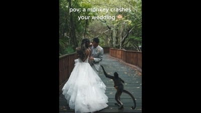 Monkey crashing the wedding photoshoot. (Instagram/@she_saidyes) Monkey crashing the wedding photoshoot. (Instagram/@she_saidyes)