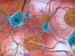 The research focussed on EP3 neurons in the preoptic area, which express EP3 receptors of PGE2, and investigated the function of regulating body temperature. (Representational Image)(AP) The research focussed on EP3 neurons in the preoptic area, which express EP3 receptors of PGE2, and investigated the function of regulating body temperature. (Representational Image)(AP)