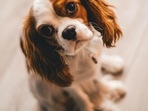 Best dog hair removal products 