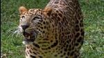 Leopard attacks group of people in Assam’s Jorhat (Representative Photo) Leopard attacks group of people in Assam’s Jorhat (Representative Photo)