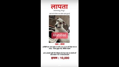 Owner of missing desi pet dog announces  ₹10,000 reward