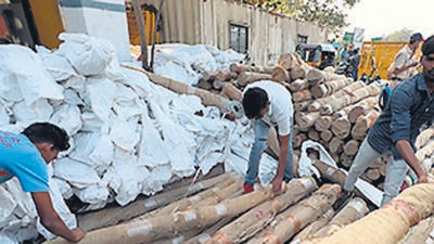 Waliv police arrest two, seize red sandalwood worth  ₹10 Cr