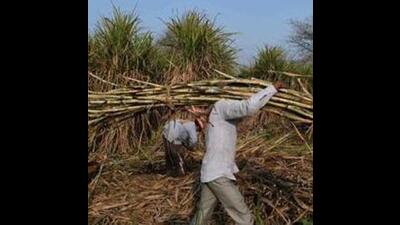 Amid protests, Haryana govt retains last year’s sugarcane SAP (AFP) Amid protests, Haryana govt retains last year’s sugarcane SAP (AFP)