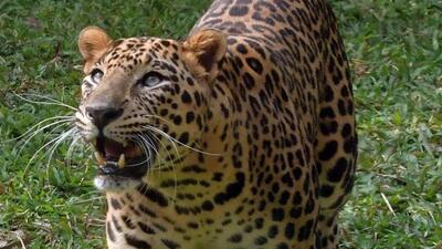 Leopard attacks group of people in Assam’s Jorhat (Representative Photo) Leopard attacks group of people in Assam’s Jorhat (Representative Photo)