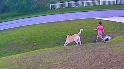Pet dog playing with his brother on the lawn. (Instagram/@globalpositivenews) Pet dog playing with his brother on the lawn. (Instagram/@globalpositivenews)
