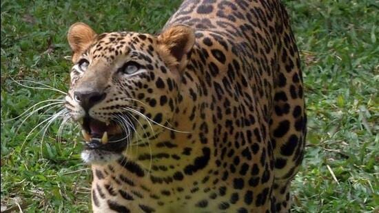 Leopard attacks group of people in Assam’s Jorhat (Representative Photo)