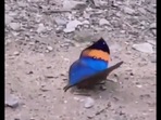 butterfly that looks like a dried leaf.(Twitter/@fasc1nate) butterfly that looks like a dried leaf.(Twitter/@fasc1nate)