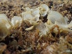Brown algae can remove large amounts of CO2 from the global cycle in the long term.(source:Twitter/@FeFullerton)