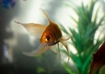 Fish breeding tanks are vital for newly born fish.